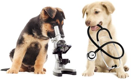 Animal Science
